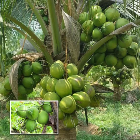 Ganga Bondam Coconut Nariyal Hybrid Dwarf Fruit Live Plant (2-4 Feet Height)