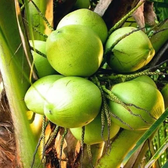 Ganga Bondam Coconut Nariyal Hybrid Dwarf Fruit Live Plant (2-4 Feet Height)