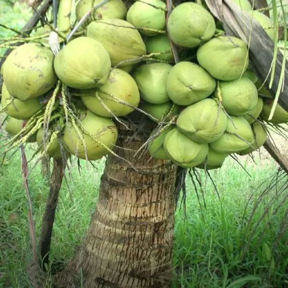 Ganga Bondam Coconut Nariyal Hybrid Dwarf Fruit Live Plant (2-4 Feet Height)