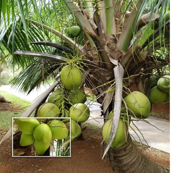 Mekong Delta Vietnam Coconut Nariyal Hybrid Dwarf Fruit Live Plant (2-4 Feet Height)