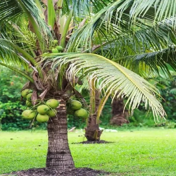 Mekong Delta Vietnam Coconut Nariyal Hybrid Dwarf Fruit Live Plant (2-4 Feet Height)