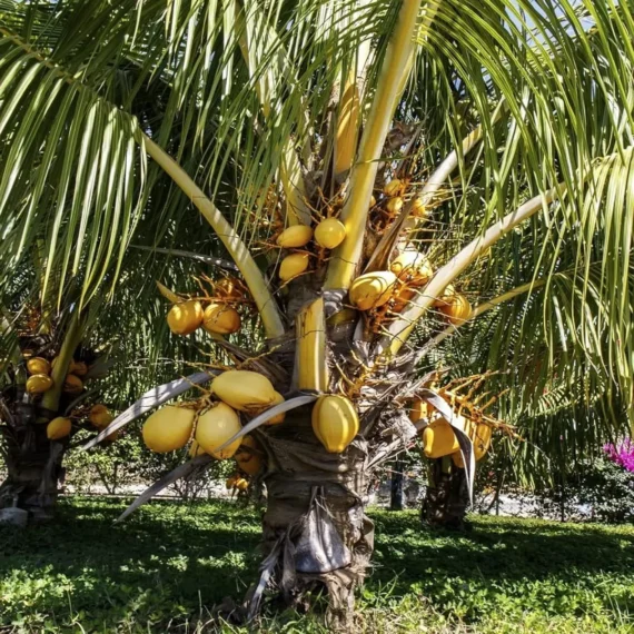 Malaysian Orange Coconut Nariyal Hybrid Dwarf Fruit Live Plant (2-4 Feet Height)