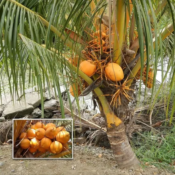 D X T Orange Coconut Nariyal Hybrid Dwarf Fruit Live Plant