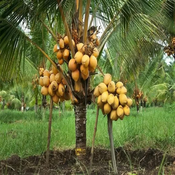 D X T Orange Coconut Nariyal Hybrid Dwarf Fruit Live Plant