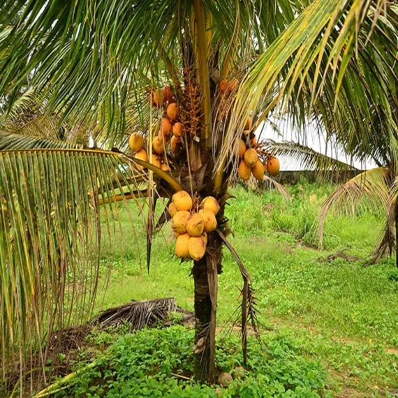 D X T Orange Coconut Nariyal Hybrid Dwarf Fruit Live Plant