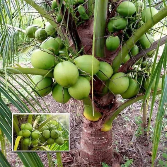 D X T Coconut Nariyal Hybrid Dwarf Fruit Live Plant (2-4 Feet Height)