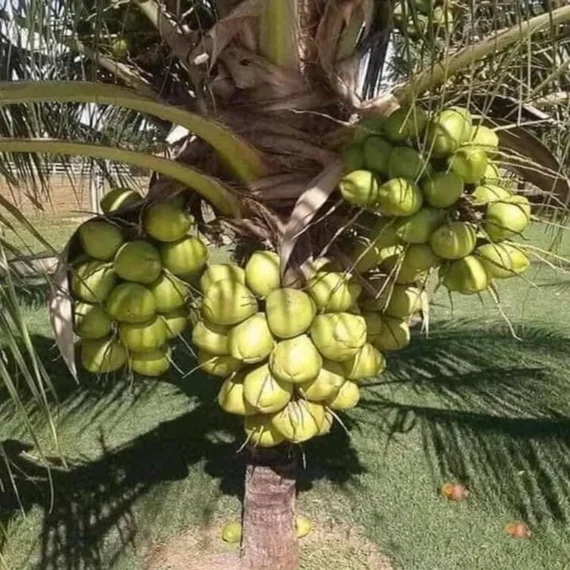 D X T Coconut Nariyal Hybrid Dwarf Fruit Live Plant (2-4 Feet Height)