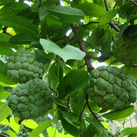 Balanagar Custard Apple Sugar Apple Sitafal Ata Grafted Fruit Live Plant