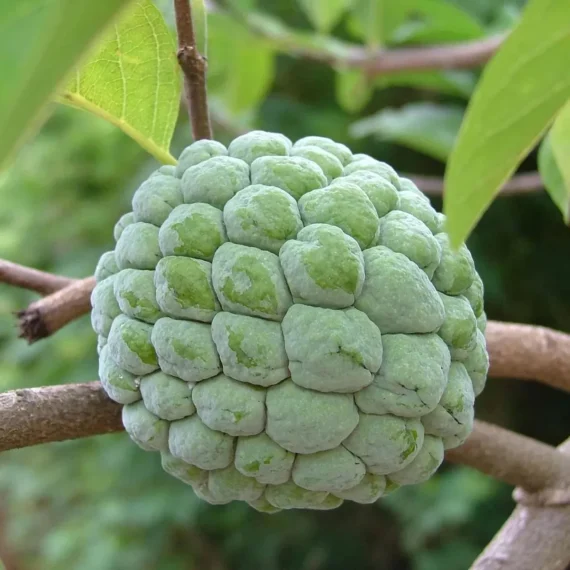 Balanagar Custard Apple Sugar Apple Sitafal Ata Grafted Fruit Live Plant