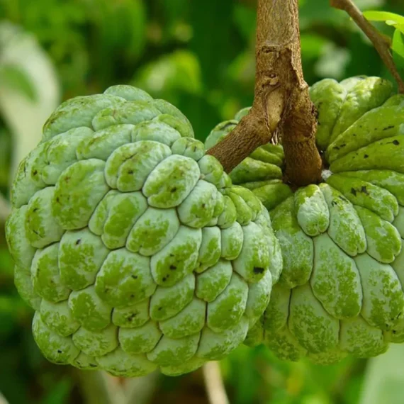 Balanagar Custard Apple Sugar Apple Sitafal Ata Grafted Fruit Live Plant