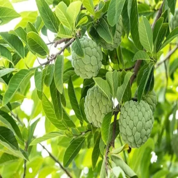 Balanagar Custard Apple Sugar Apple Sitafal Ata Grafted Fruit Live Plant