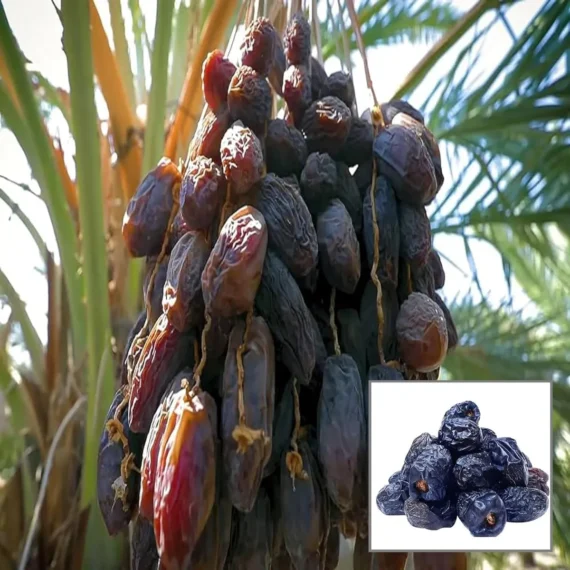 Ajwa Dates Palm Arabian Khurma Khajoo Dwarf Fruit Live Plant