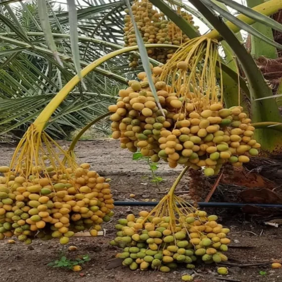 Ajwa Dates Palm Arabian Khurma Khajoo Dwarf Fruit Live Plant