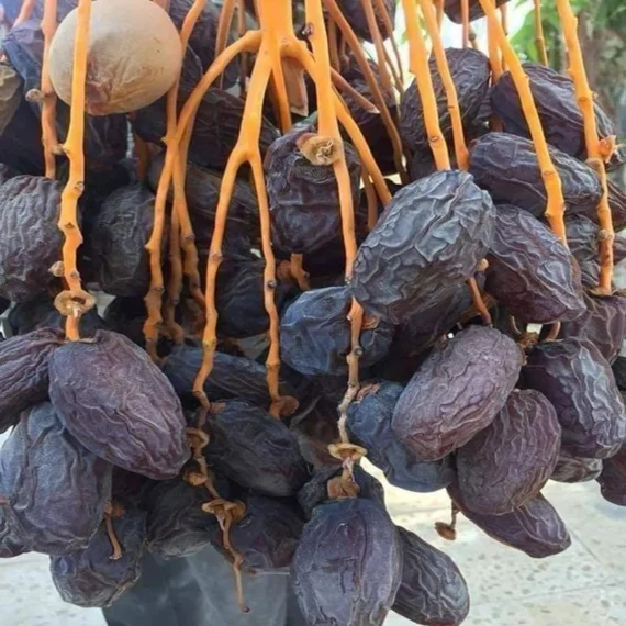 Ajwa Dates Palm Arabian Khurma Khajoo Dwarf Fruit Live Plant