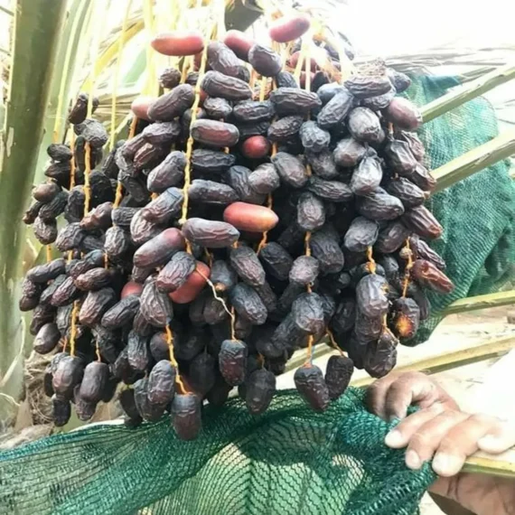 Ajwa Dates Palm Arabian Khurma Khajoo Dwarf Fruit Live Plant