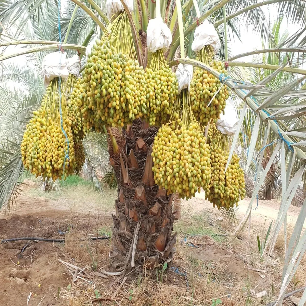 Amber Dates Palm Arabian Khurma Khajoor Dwarf Fruit Live Plant - Image 2