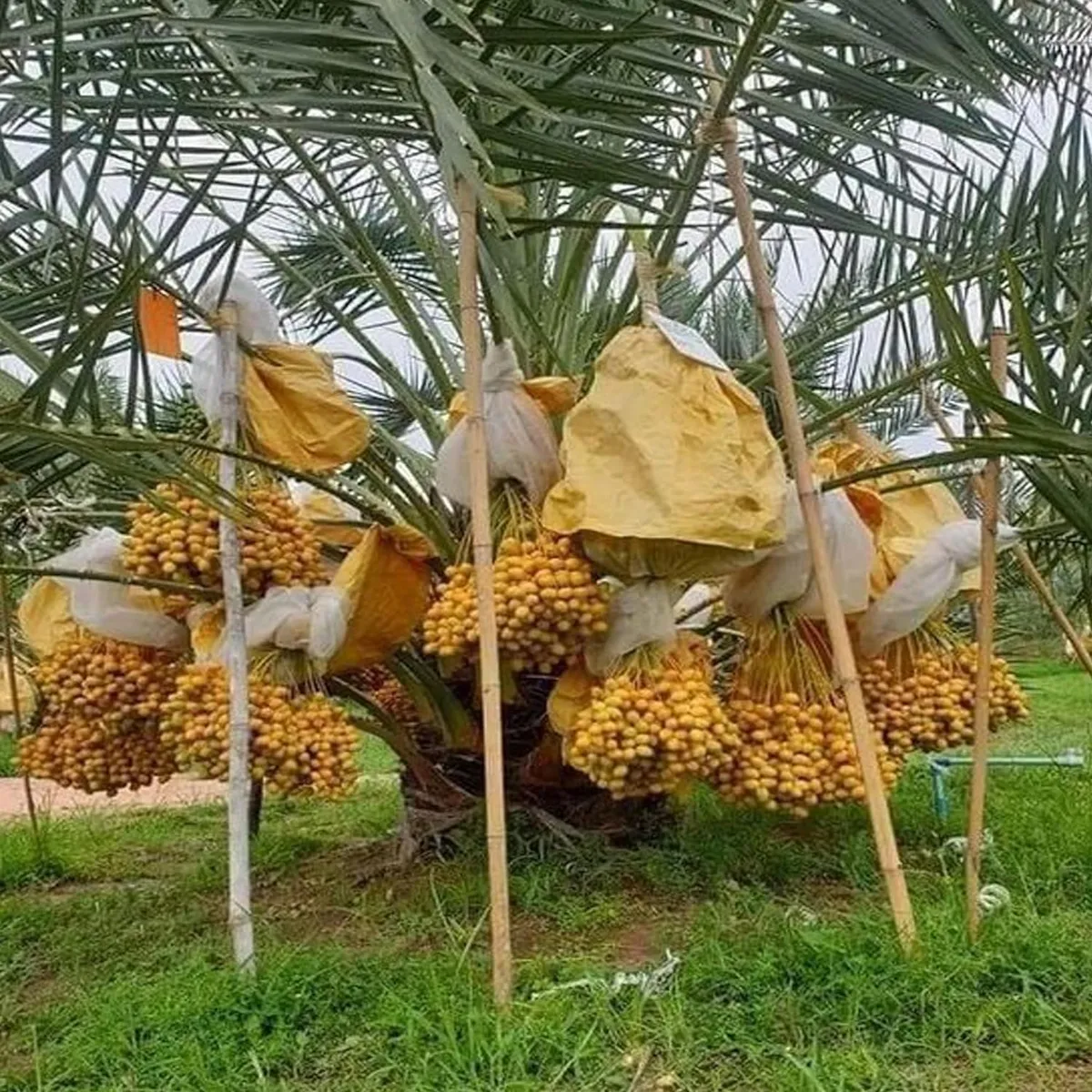 Amber Dates Palm Arabian Khurma Khajoor Dwarf Fruit Live Plant - Image 4