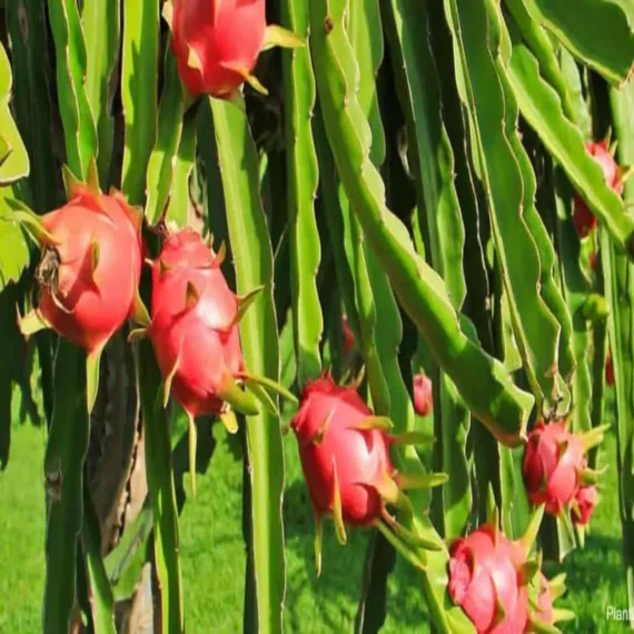 White Dragon Organic Fruit Plants