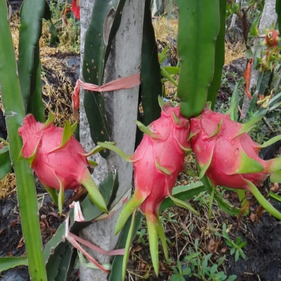 White Dragon Organic Fruit Plants