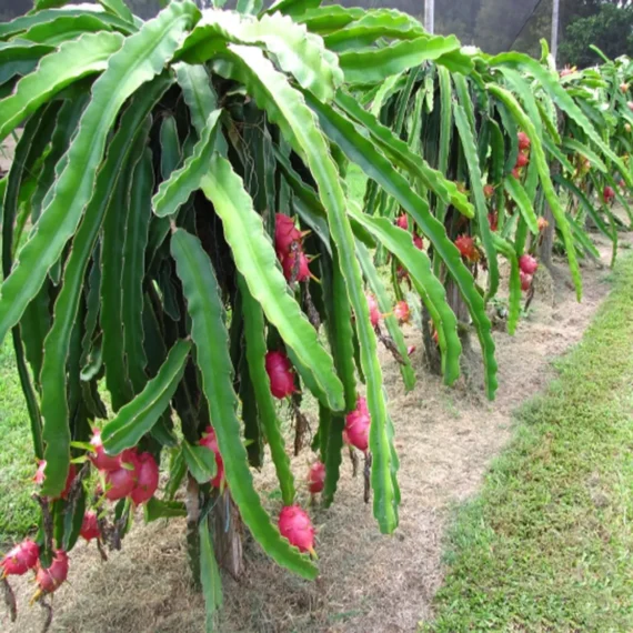 White Dragon Organic Fruit Plants