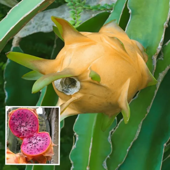 Hawaiian Orange Dragon Fruit Live Plant