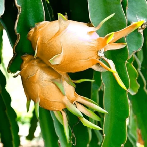 Hawaiian Orange Dragon Fruit Live Plant