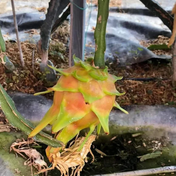 Hawaiian Orange Dragon Fruit Live Plant