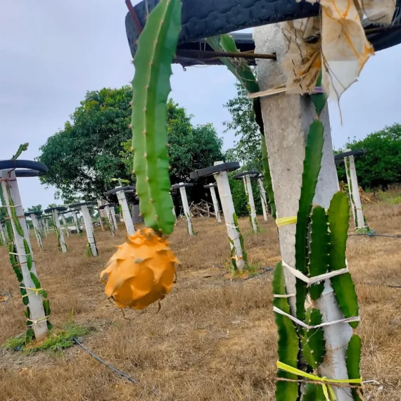 Hawaiian Orange Dragon Fruit Live Plant