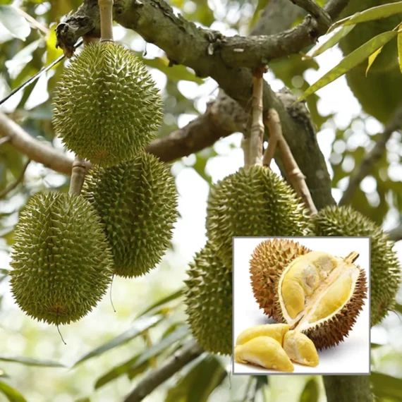 Duriyan Durian Durio Zibethinus Fruit Live Plant (1.5-3 Feet Height)