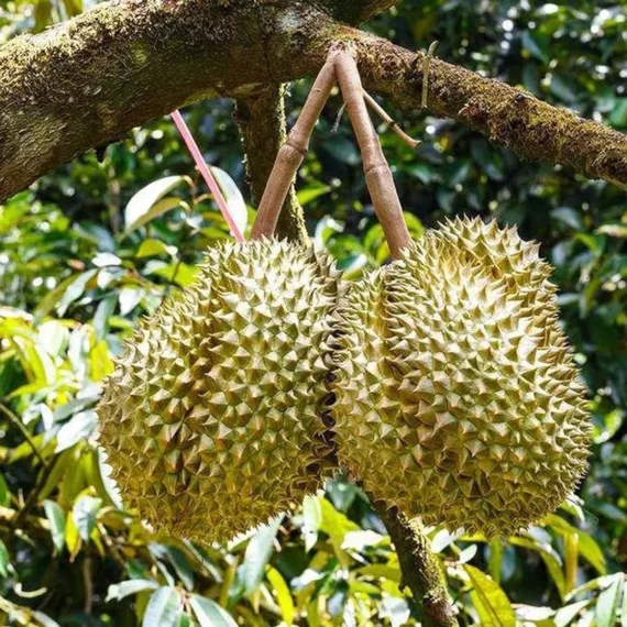 Duriyan Durian Durio Zibethinus Fruit Live Plant (1.5-3 Feet Height)