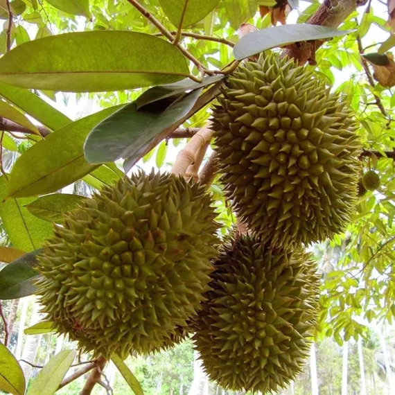 Duriyan Durian Durio Zibethinus Fruit Live Plant (1.5-3 Feet Height)