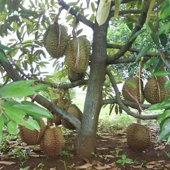 Duriyan Durian Durio Zibethinus Fruit Live Plant (1.5-3 Feet Height)