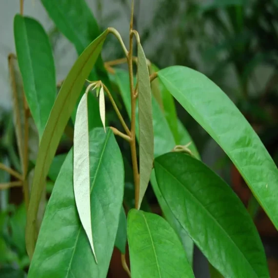 Duriyan Durian Durio Zibethinus Fruit Live Plant (1.5-3 Feet Height)