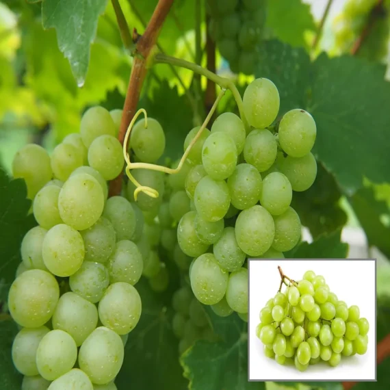 Grapes Angoor Layering/Grafted Fruit Live Plant