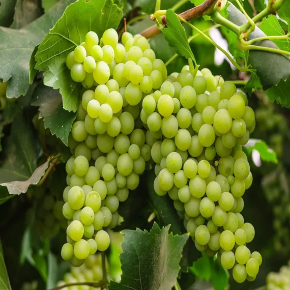 Grapes Angoor Layering/Grafted Fruit Live Plant