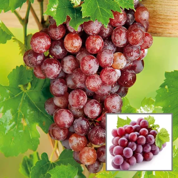 Red Flame Seedless Grapes Angoor Layering/Grafted Fruit Live Plant