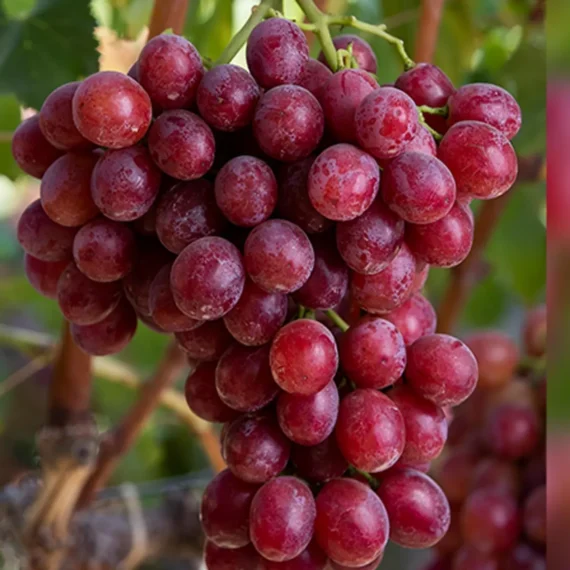 Red Flame Seedless Grapes Angoor Layering/Grafted Fruit Live Plant