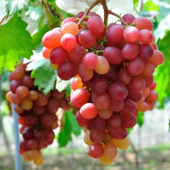 Red Flame Seedless Grapes Angoor Layering/Grafted Fruit Live Plant