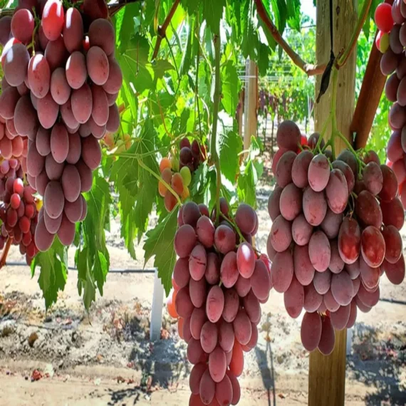 Red Flame Seedless Grapes Angoor Layering/Grafted Fruit Live Plant