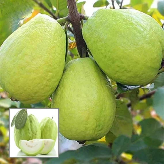 Thai 7 Guava Organic Fruit Plant Grafted