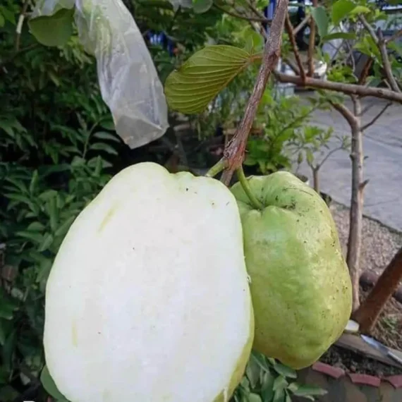 Thai 7 Guava Organic Fruit Plant Grafted