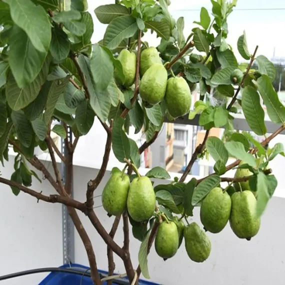 Thai 7 Guava Organic Fruit Plant Grafted