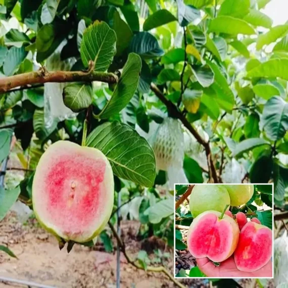 Red Dimond Guava Am rood Variet Fruit Grafted Live Plants & Tree