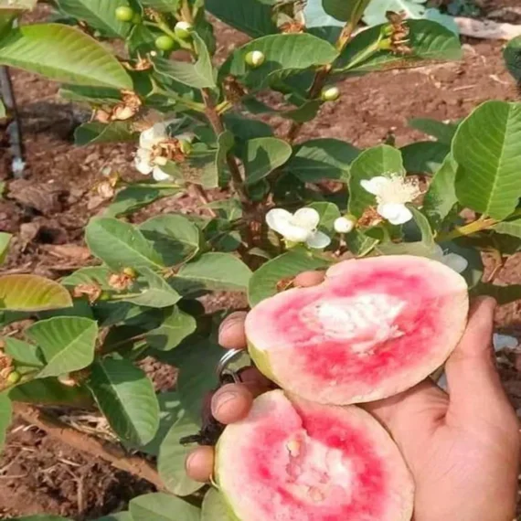 Red Dimond Guava Am rood Variet Fruit Grafted Live Plants & Tree