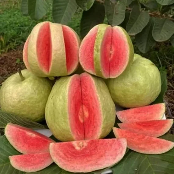 Red Dimond Guava Am rood Variet Fruit Grafted Live Plants & Tree