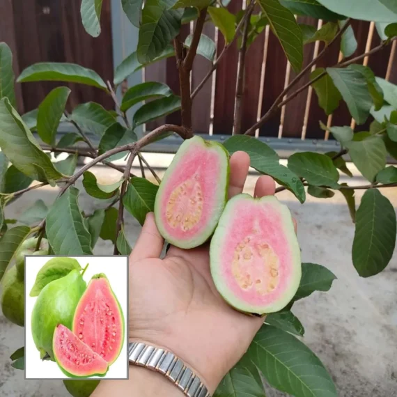 Taiwan Pink Guava Amrood Layering/Grafted Fruit Live Plant