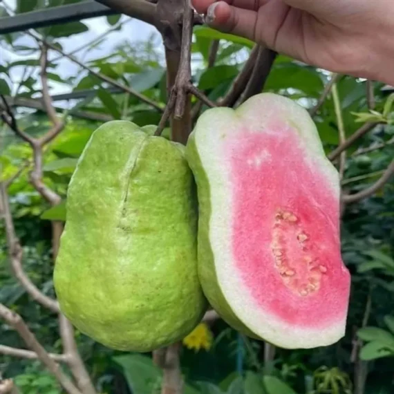 Taiwan Pink Guava Amrood Layering/Grafted Fruit Live Plant