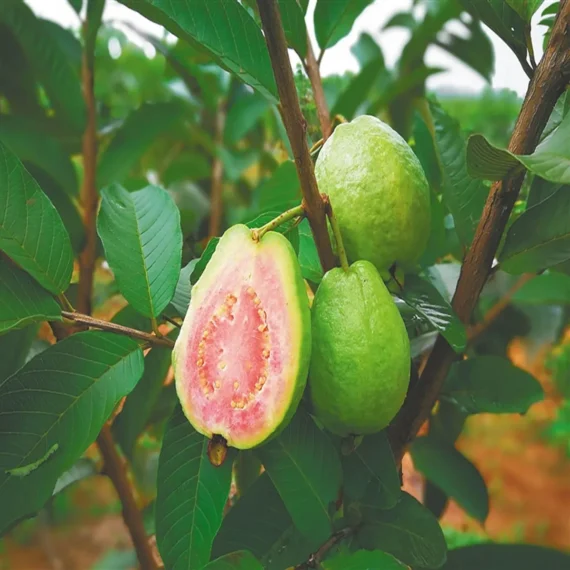 Taiwan Pink Guava Amrood Layering/Grafted Fruit Live Plant