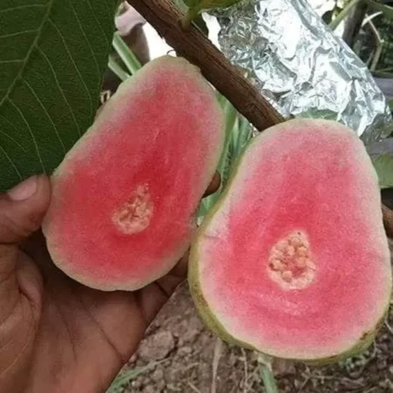 Taiwan Pink Guava Amrood Layering/Grafted Fruit Live Plant