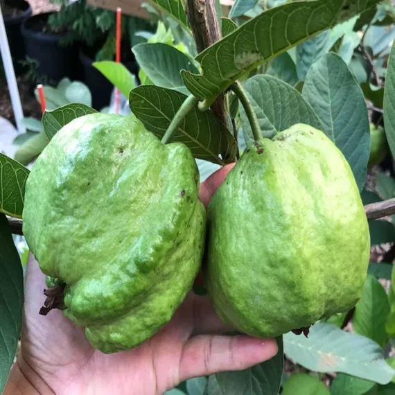 Seedless White Diamond Guava Amrood Layering/Grafted Fruit Live Plant